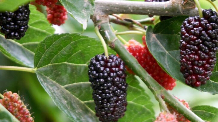 17 Fruit Trees That Bloom Before Their Leaves—And Why It Matters