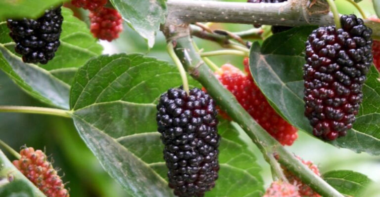 17 Fruit Trees That Bloom Before Their Leaves—And Why It Matters
