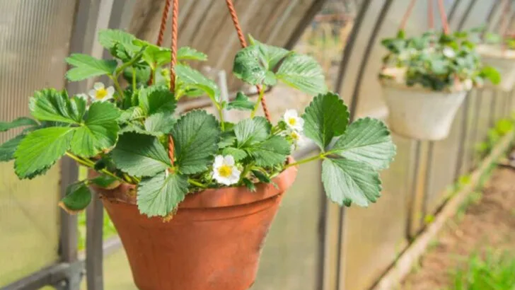 15 Fruits You Can Grow in Hanging Baskets