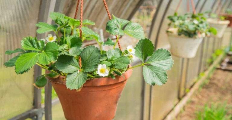 15 Fruits You Can Grow in Hanging Baskets