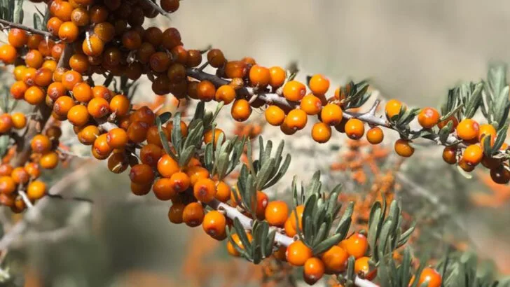 17 Garden-Grown Fruits With Powerful Health Benefits You Never Knew About