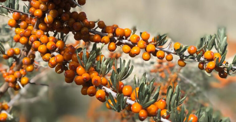 17 Garden-Grown Fruits With Powerful Health Benefits You Never Knew About