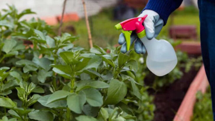 17 Garden Layout Mistakes That Could Be Ruining Your Harvest