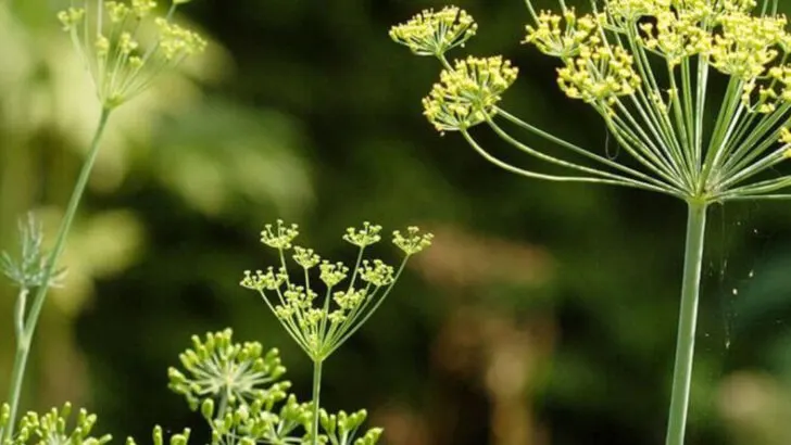 17 Herbs That Actually Prefer Being Left Alone