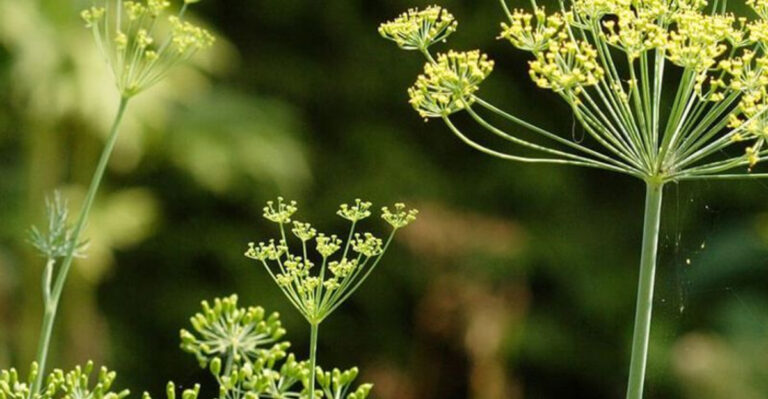 17 Herbs That Actually Prefer Being Left Alone