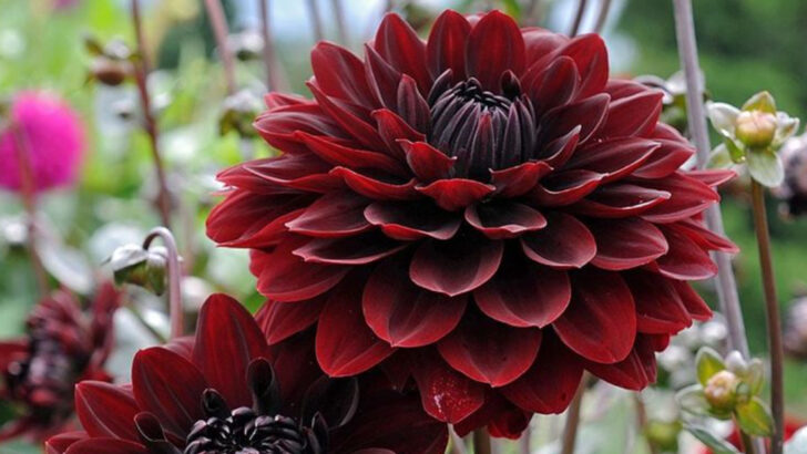 17 Late-Summer Flowers That Won’t Quit Until Frost Hits