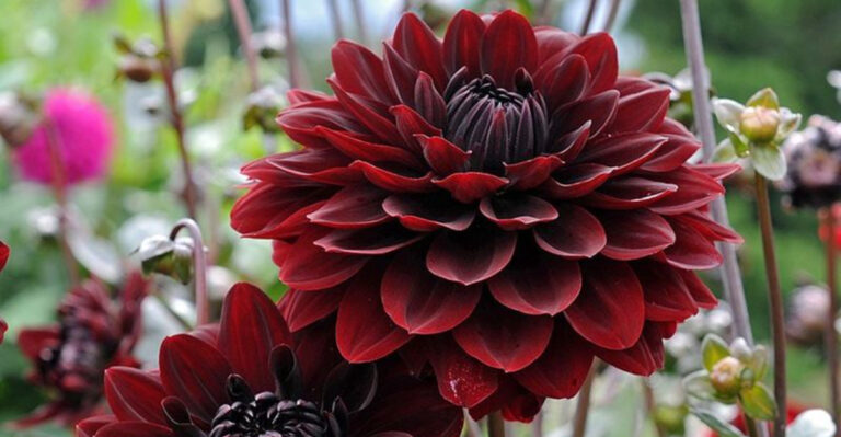 17 Late-Summer Flowers That Won’t Quit Until Frost Hits
