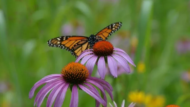17 Long-Blooming Flowers That Keep Your Garden Colorful for Months