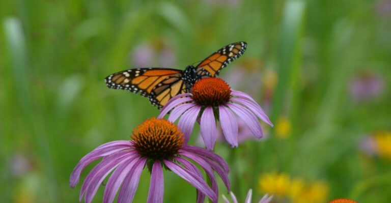 17 Long-Blooming Flowers That Keep Your Garden Colorful for Months