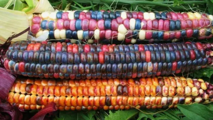 17 “Lost” Heirloom Vegetables That Are Tougher Than Modern Varieties