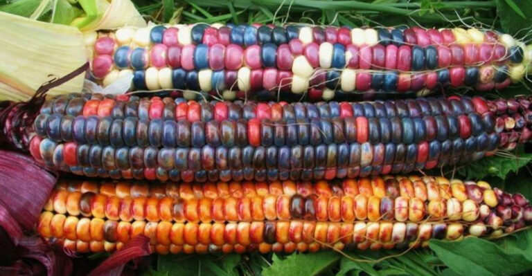 17 “Lost” Heirloom Vegetables That Are Tougher Than Modern Varieties