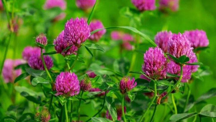 17 Medicinal Weeds That Grew in Every American Yard—Until We Called Them Pests