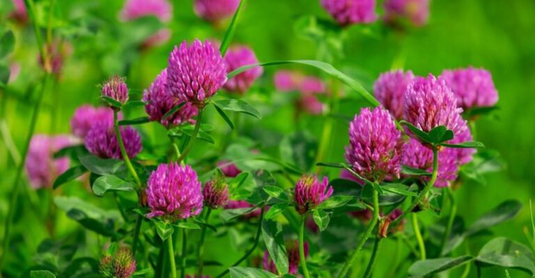 17 Medicinal Weeds That Grew in Every American Yard—Until We Called Them Pests