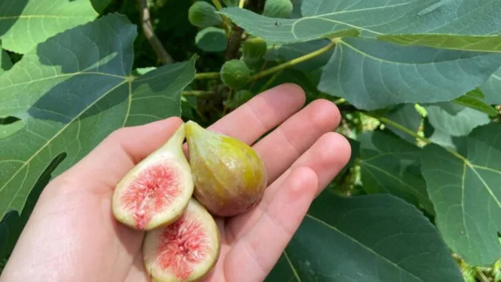 17 No-Fail Plants for a Mediterranean Garden Vibe