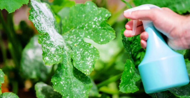 17 Old-Fashioned Garden Remedies That Still Work Today