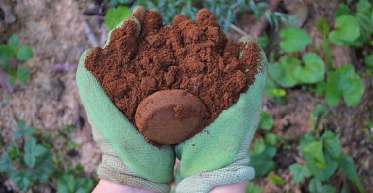 17 Plant Care Myths TikTok Made Popular (But Experts Disagree)