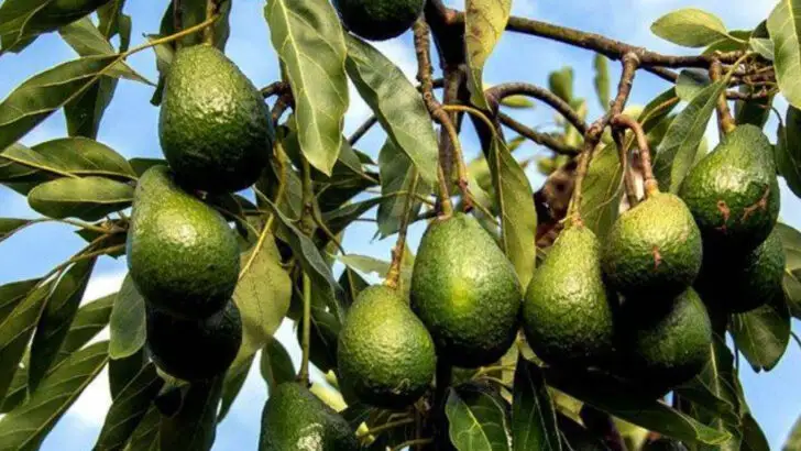 17 Plants Americans Are Growing for Trade, Not Just Food