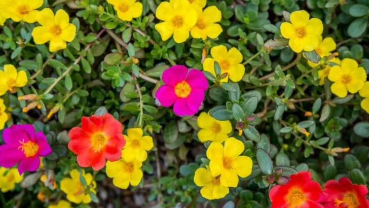 17 Plants That Can Survive Drought (And Still Look Fabulous)