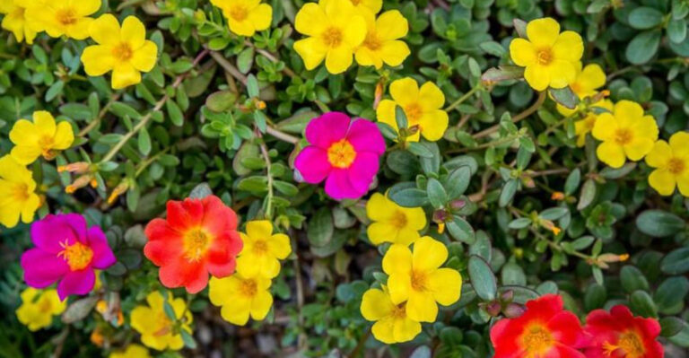 17 Plants That Can Survive Drought (And Still Look Fabulous)
