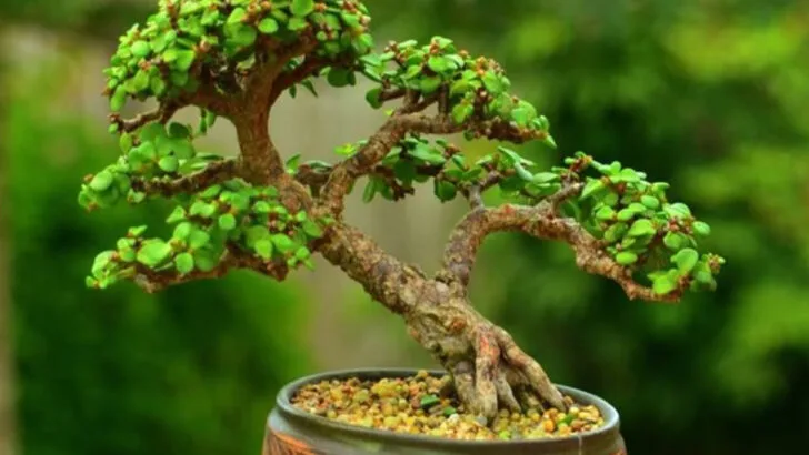 17 Plants That Can’t Stand You (Unless You Do This One Thing)