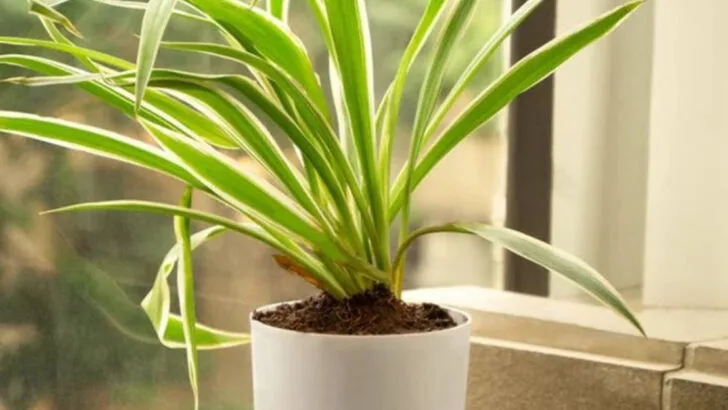 17 Plants That Double as Natural Air Fresheners for Your Home