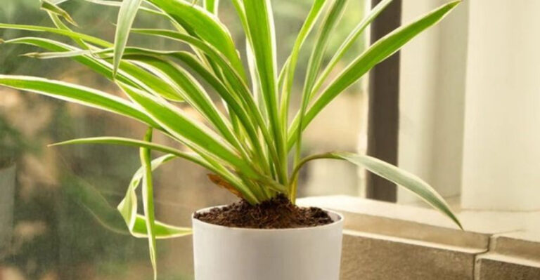 17 Plants That Double as Natural Air Fresheners for Your Home