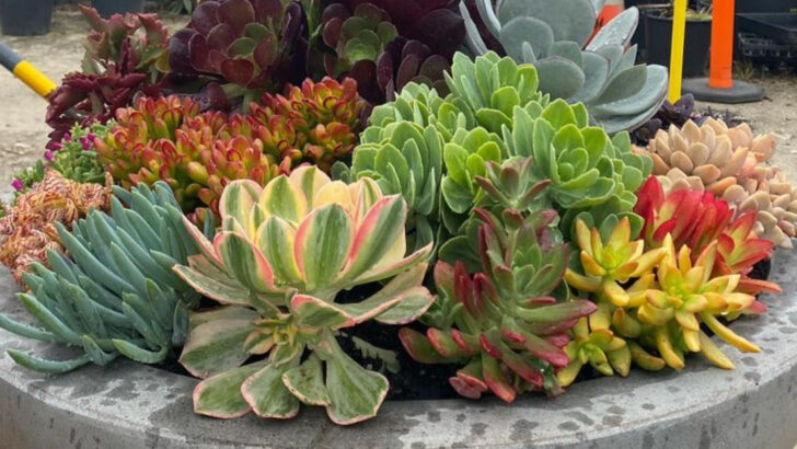 17 Plants That Grow Like Crazy in Small Pots (Even Without a Green Thumb)