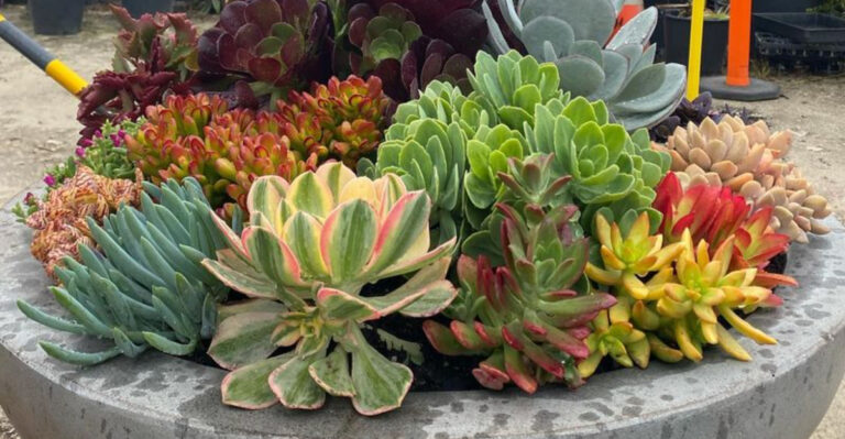 17 Plants That Grow Like Crazy in Small Pots (Even Without a Green Thumb)