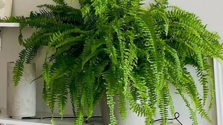 17 Plants That Purify the Air Better Than Any Machine