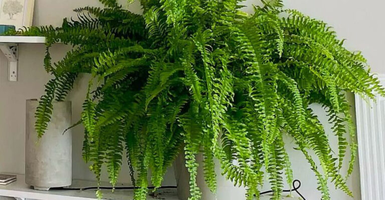 17 Plants That Purify the Air Better Than Any Machine