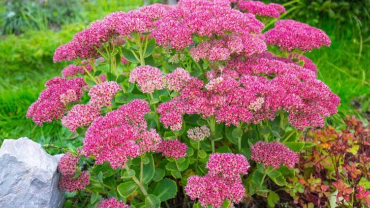 17 Plants That Thrive on Roofs Without Spreading Wildly