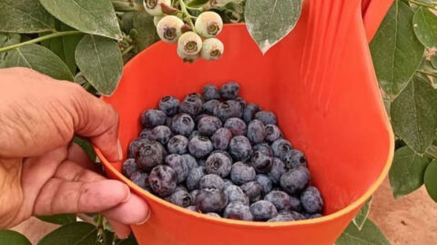 17 Plants to Grow If You Want to Eat Cleaner Without Changing Your Diet