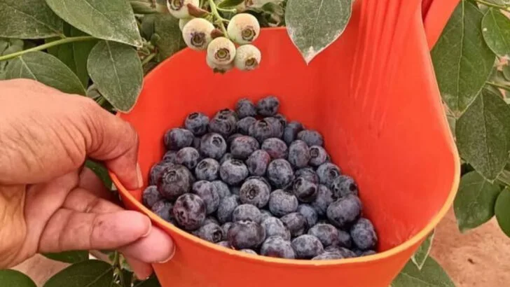 17 Plants to Grow If You Want to Eat Cleaner Without Changing Your Diet