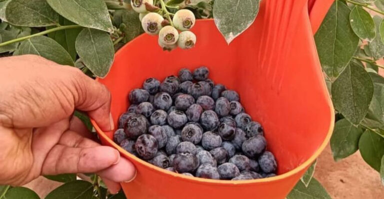 17 Plants to Grow If You Want to Eat Cleaner Without Changing Your Diet