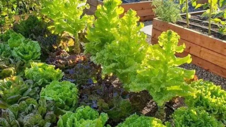 17 Plants to Grow If You’re Serious About Food Security