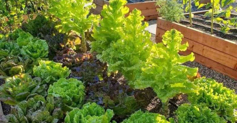 17 Plants to Grow If You’re Serious About Food Security