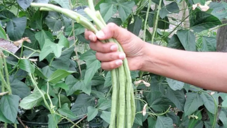 17 Rare American Vegetables Homesteaders Still Rely On (That You Can Grow Too)