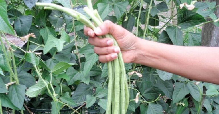 17 Rare American Vegetables Homesteaders Still Rely On (That You Can Grow Too)