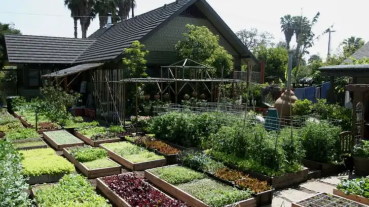 17 Reasons More Americans Are Turning Their Yards Into Mini Homesteads