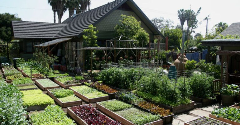 17 Reasons More Americans Are Turning Their Yards Into Mini Homesteads