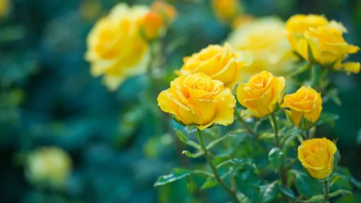 17 Rose Myths Gardeners Still Believe—And What’s Actually True
