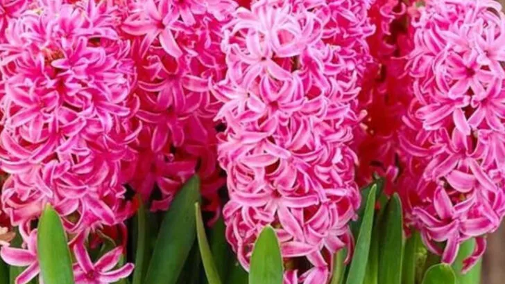 17 Scented Plants That Will Make Your Garden Smell Like a Spa