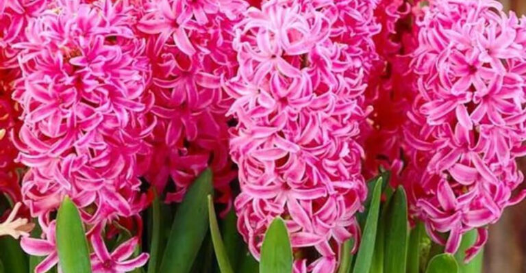 17 Scented Plants That Will Make Your Garden Smell Like a Spa