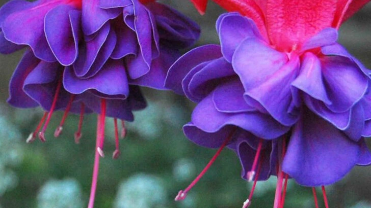 17 Shade-Loving Plants That Bloom Even in the Darkest Corners