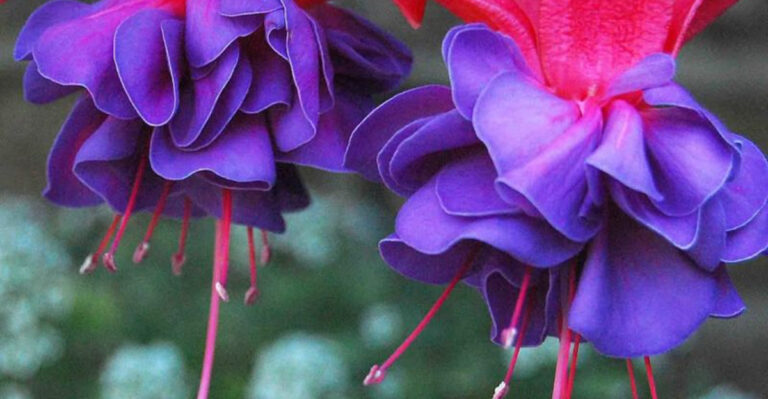 17 Shade-Loving Plants That Bloom Even in the Darkest Corners