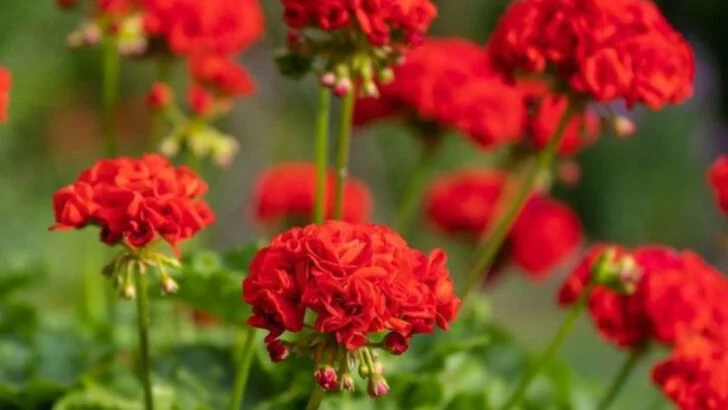 17 Summer Flowers That Bloom Nonstop (No Deadheading Needed)