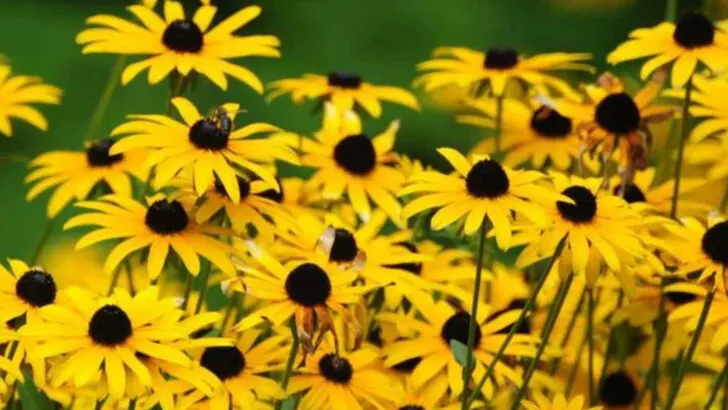 17 Summer Flowers That Keep Blooming Even When You Forget to Water