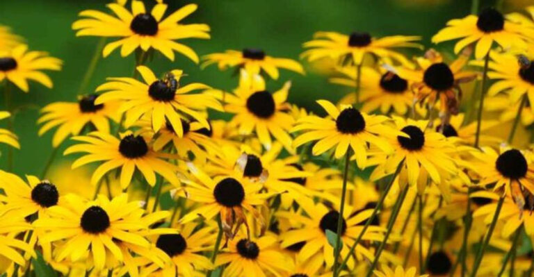 17 Summer Flowers That Keep Blooming Even When You Forget to Water