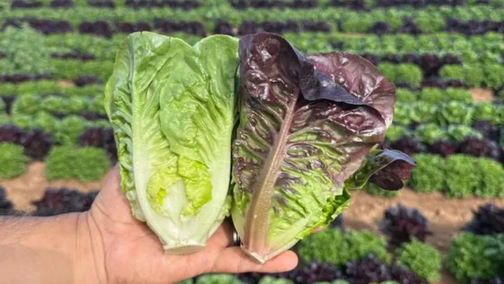 17 Things I Planted Just for Fun That Grew Like Crazy