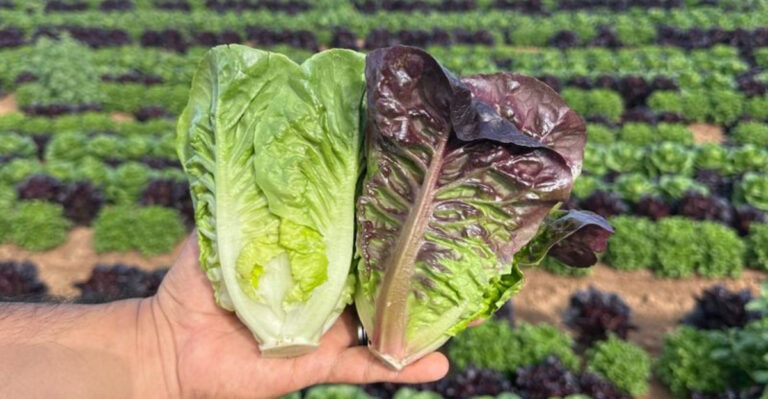 17 Things I Planted Just for Fun That Grew Like Crazy